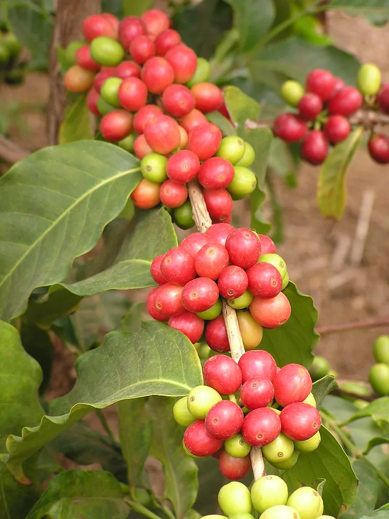 Blondie Chilled Espresso Breve — Coffee Classics